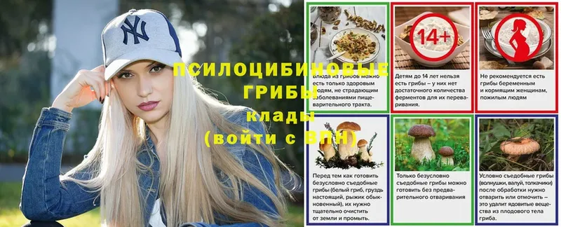 кракен ТОР  Калининск  Галлюциногенные грибы Psilocybe 